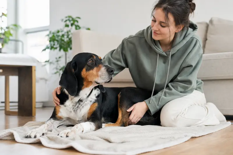 Ein Jugoslavenski Trobojni Gonic Hund mit Verband an der Pfote liegt entspannt neben seinem Besitzer in einer hellen Wohnung.