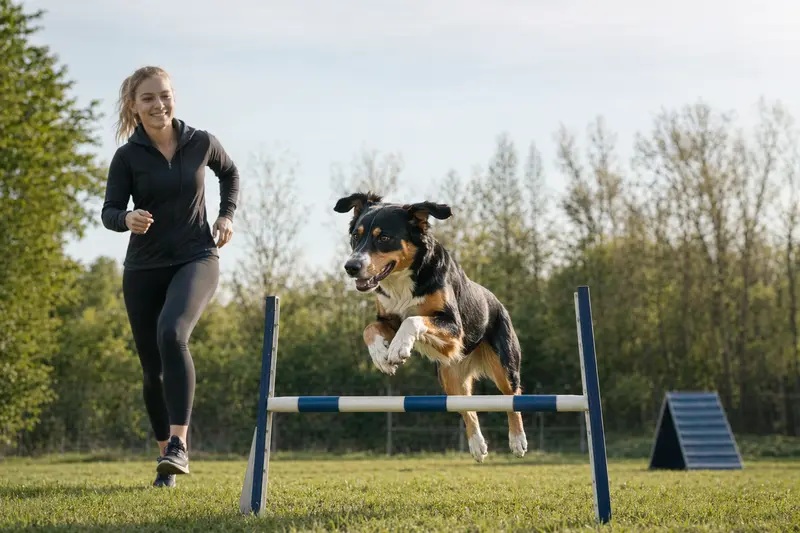 Ein jugoslawischer dreifarbiger Hund springt mit seinem Besitzer über eine kleine Trainingshürde auf dem Hundeplatz.