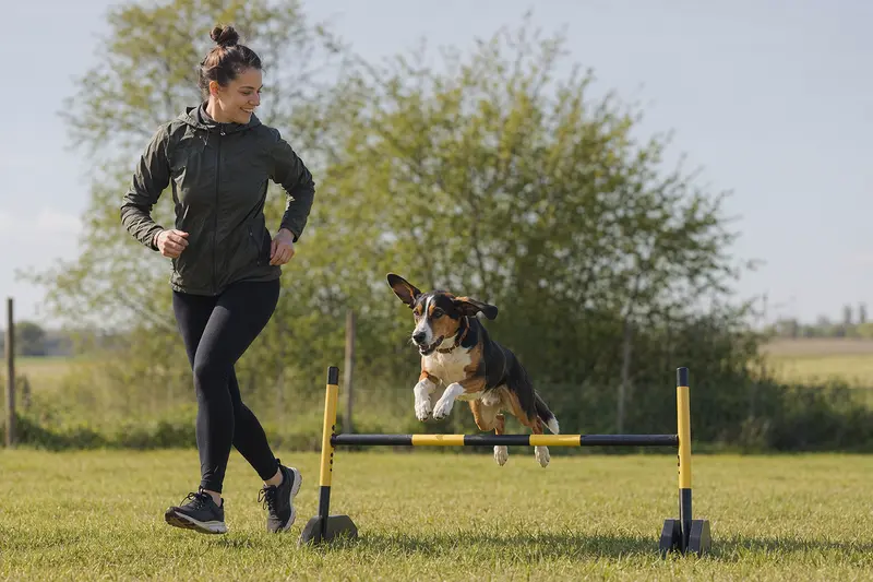 Eine Jugoslawische Dreifarbige Bracke trainiert auf einem Hundeplatz über eine kleine Hürde mit ihrem Besitzer.