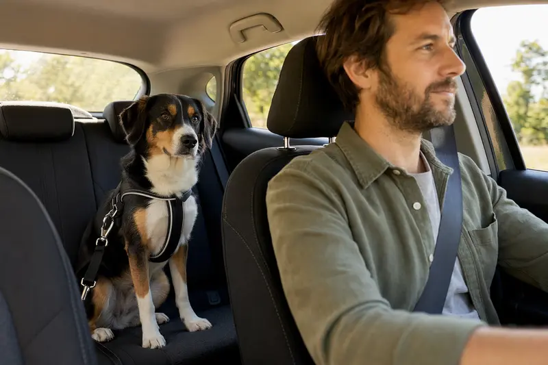 Ein jugoslawischer Dreifarbiger Hund sitzt angeschnallt auf der Rückbank eines Autos, während der Besitzer fährt.
