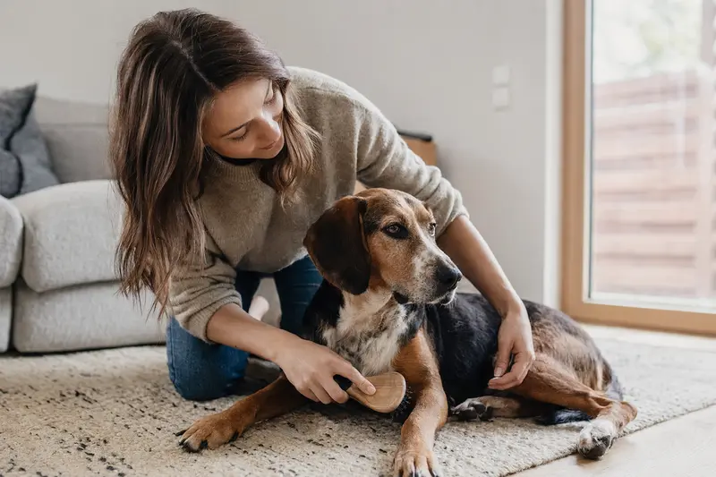 Ein Jura Laufhund wird in einer hellen Wohnung sanft gebürstet, während der Besitzer liebevoll die Fellpflege übernimmt.