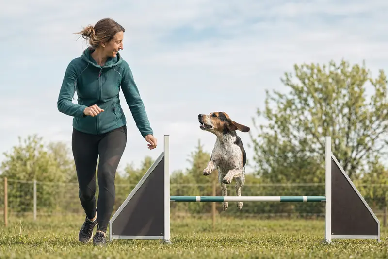 Ein aktiver Jura Laufhund trainiert mit seinem Besitzer über eine kleine Hürde auf dem Hundeplatz.