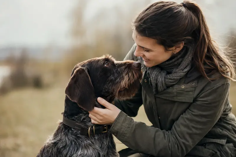 Ein aufmerksam stehender Jura Niederlaufhund mit typischer Fellstruktur vor hellem Hintergrund in einem professionellen Tierporträt.