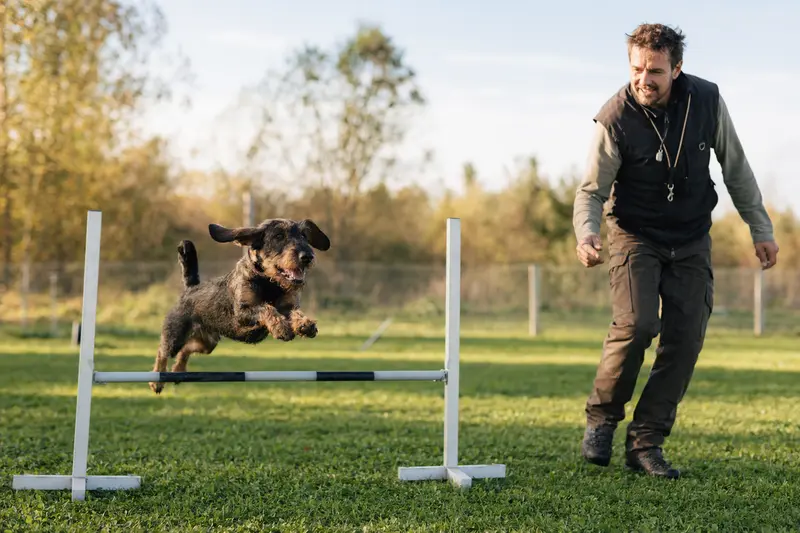 Ein Jura Niederlaufhund trainiert mit seinem Besitzer auf einem Hundeplatz über eine kleine Hürde in sonniger Atmosphäre.