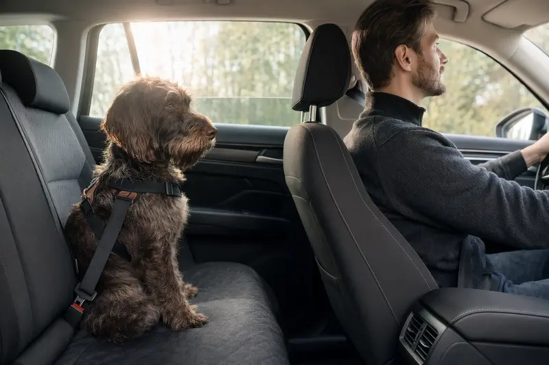 Ein sicher angeschnallter Jura Niederlaufhund auf der Rückbank eines Autos, während die Sonne durch das Fenster scheint.