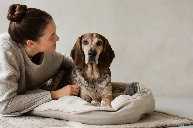 Ein Jura Laufhund steht aufmerksam vor hellem Hintergrund und zeigt die typische Körperform der Rasse in einem professionellen Tierportrait.