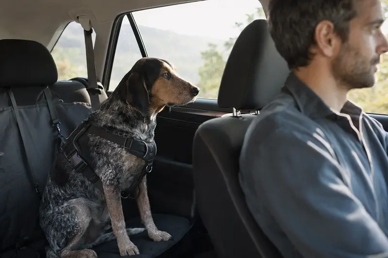 Ein sicher angeschnallter Jura Typ Bruno Laufhund sitzt auf der Rückbank eines Autos und wird von seinem Besitzer ruhig begleitet.