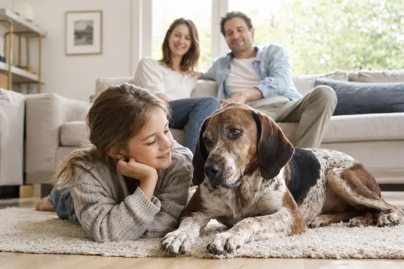 Ein Jura Typ St. Hubert Laufhund liegt entspannt neben einem Kind im hellen Wohnzimmer, während die Eltern im Hintergrund für eine sichere Familienatmosphäre sorgen.