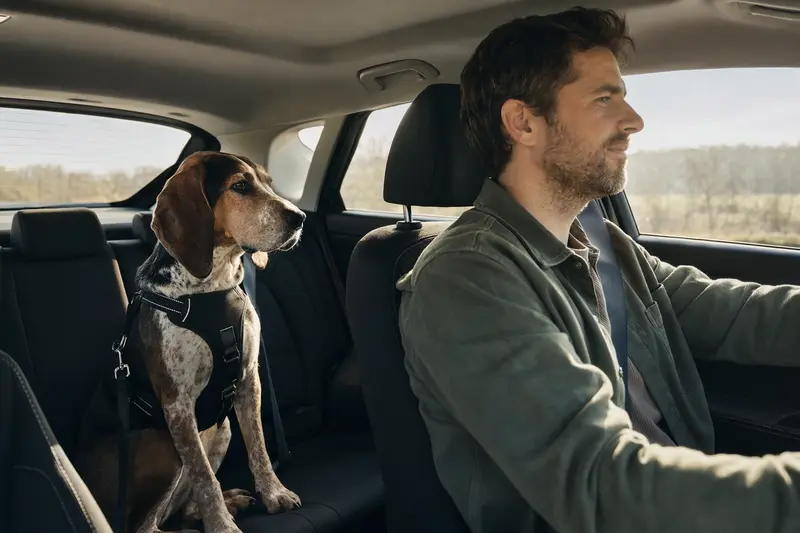 Ein Jura Typ St. Hubert Laufhund sitzt sicher angerschnallt auf der Rückbank eines Autos und genießt den sonnigen Fahrmoment mit seinem Besitzer.