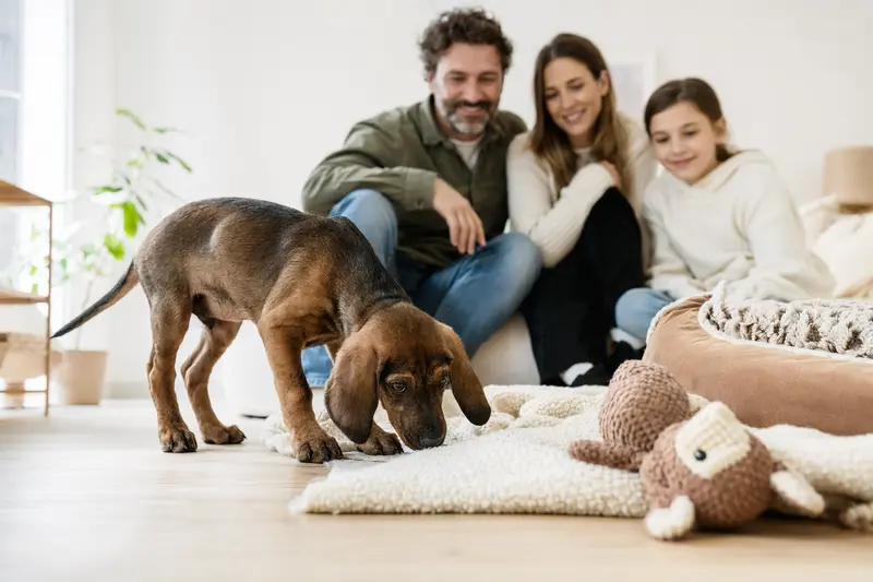 Ein neugieriger St. Hubert Laufhund Welpe erkundet sein neues Zuhause mit weicher Decke und Spielzeug.