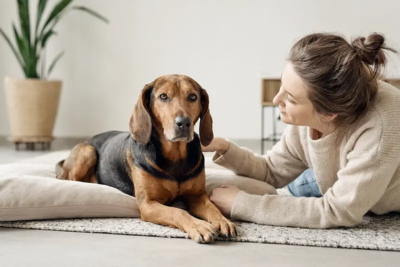 Kärntner Bracke Hund in aufmerksamer Haltung vor hellem Hintergrund, als realistisches Tierportrait mit natürlicher Fellstruktur.