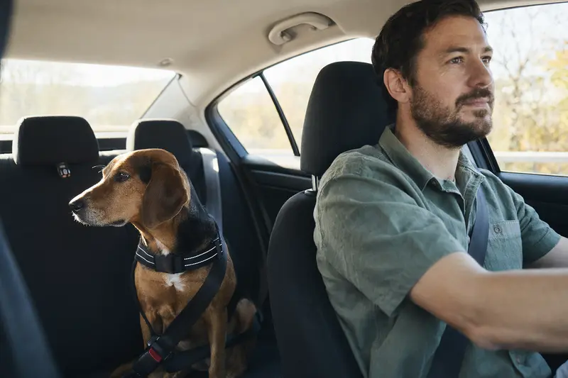 Ein Kärntner Bracke Hund sitzt sicher angeschnallt auf der Rückbank eines Autos, während der Besitzer entspannt fährt.