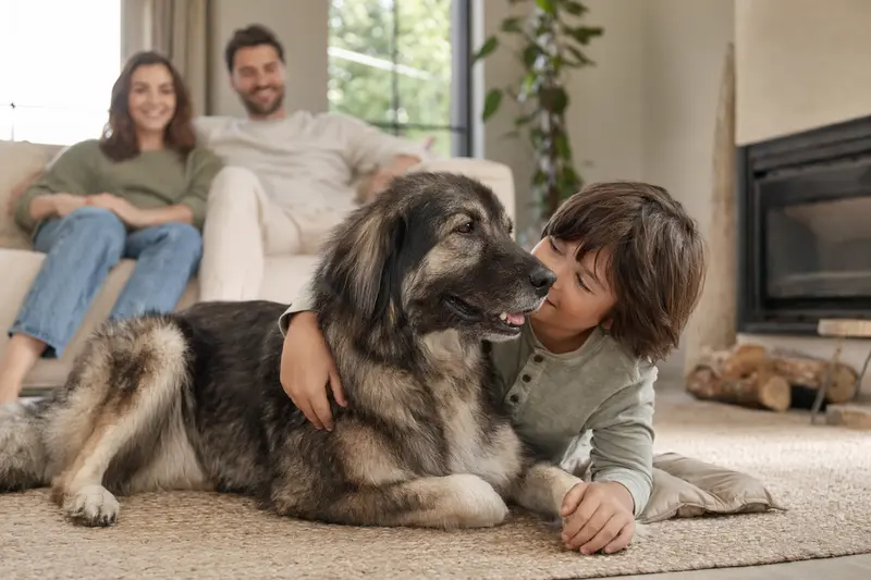 Ein freundlicher Kafkas-Hund liegt entspannt neben einem Kind im hellen Wohnzimmer, während die Eltern im Hintergrund eine sichere Familienatmosphäre schaffen.