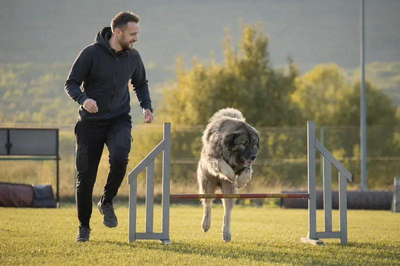 Ein Kafkas (Kars-Hund) springt mit seinem Besitzer über eine kleine Trainingshürde auf dem Hundeplatz.