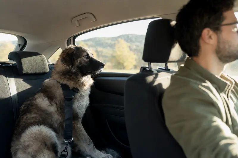 Ein sicher angeschnallter Kars-Hund auf der Rückbank eines Autos, während die Sonne durch das Fenster scheint.