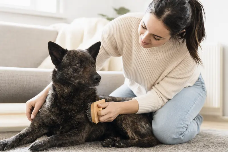 Ein Kai Ken Hund wird in einer hellen Wohnung sanft gebürstet, während sein Besitzer liebevoll die Fellpflege übernimmt.