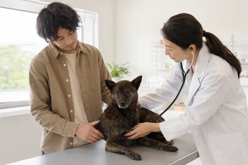Ein Kai Ken Hund wird behutsam von einer freundlichen Tierärztin auf einem Untersuchungstisch in einer modernen Tierarztpraxis untersucht.