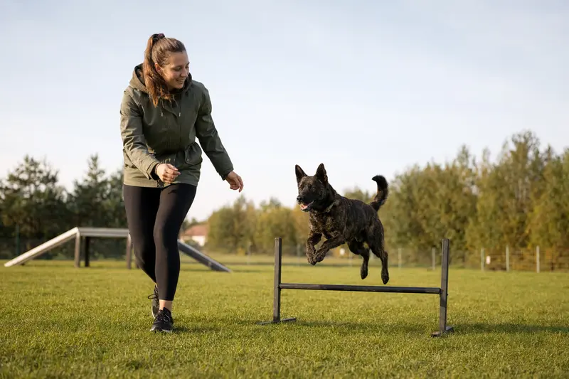 Ein Kai Ken Hund springt mit seinem Besitzer über eine kleine Trainingshürde auf dem Hundeplatz und zeigt Freude an der Bewegung.