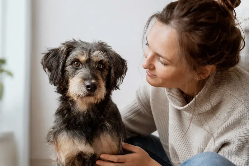 Ein aufmerksamer Kaikadi Hund steht in natürlicher Haltung vor hellem Hintergrund und wird als hochwertiges Hundeportrait dargestellt.