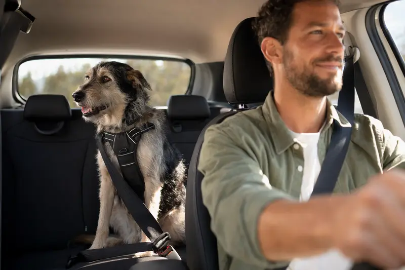 Ein Kaikadi Hund sitzt sicher angeschnallt auf der Rückbank eines Autos, während der Besitzer fährt.