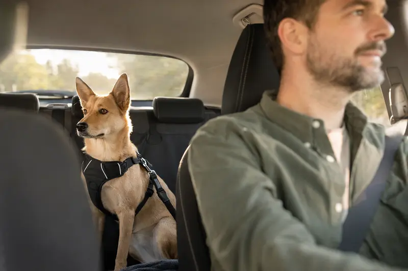 Ein Kanaanhund sitzt sicher angeschnallt auf der Rückbank eines Autos, während die Sonne durch das Fenster scheint, und vermittelt ein Gefühl von Verantwortung und Fürsorge.