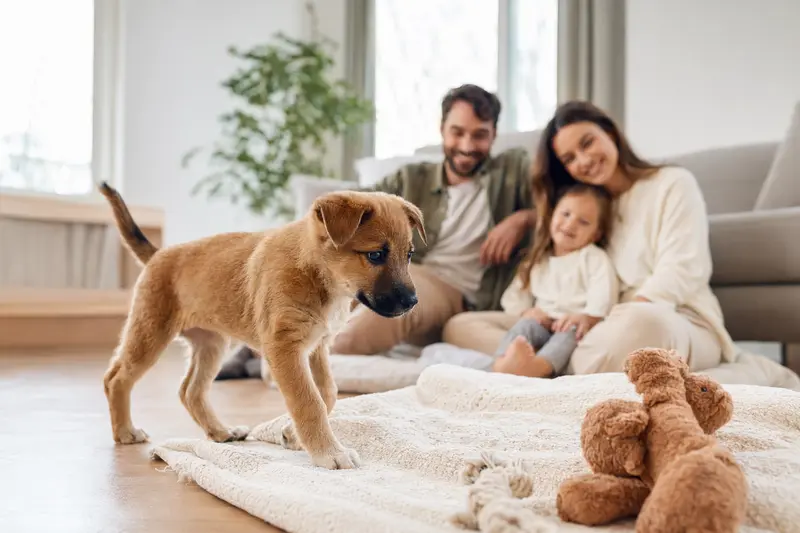 Ein neugieriger Kanaanhund Welpe erkundet sein neues Zuhause mit einem Spielzeug und einer weichen Decke.