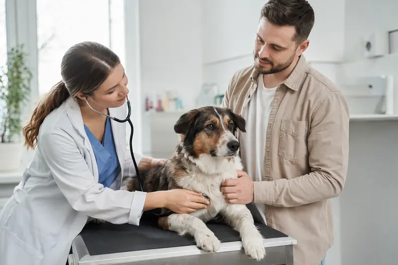 Ein Kanadischer Schäferhund wird von einer Tierärztin mit einem Stethoskop in einer modernen Tierarztpraxis untersucht, während der Besitzer beruhigend daneben steht.