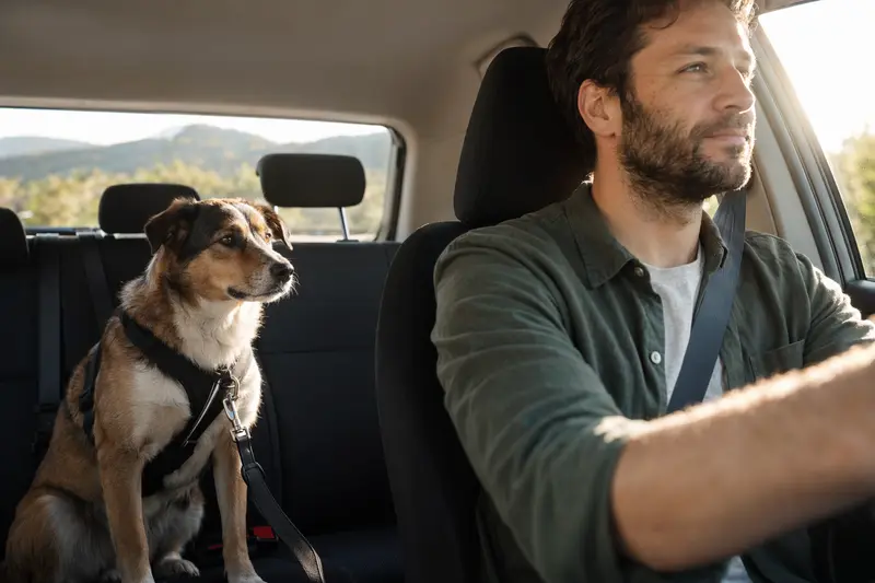 Ein Kanadischer Schäferhund sitzt sicher angeschnallt auf der Rückbank eines Autos, während der Besitzer entspannt fährt.