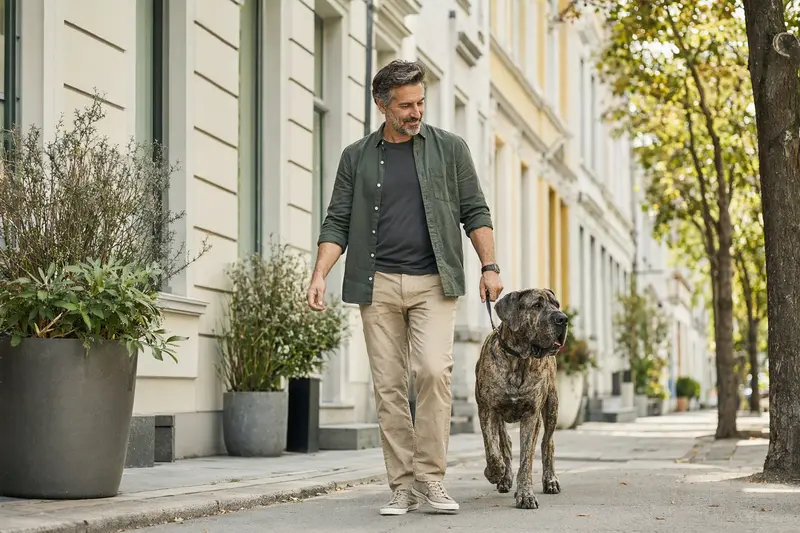 Eine Kanarische Dogge läuft an der Leine mit ihrem Besitzer durch eine freundliche moderne Stadtstraße.