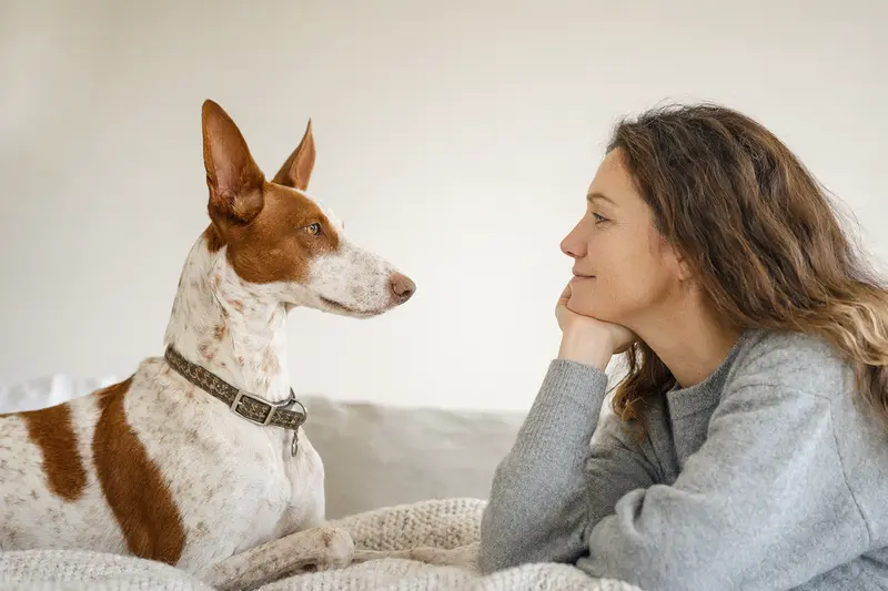 Kanarischer Podenco Hund steht aufmerksam vor hellem Hintergrund in einem realistischen Tierportrait.