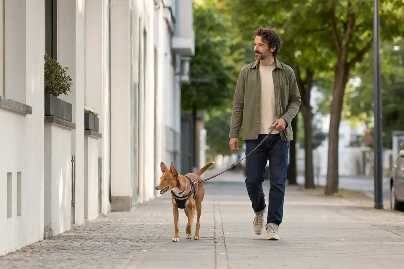 Ein Kanarischer Podenco läuft an der Leine mit seinem Besitzer durch eine moderne Stadtstraße.