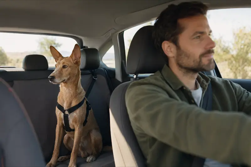 Ein Kanarischer Podenco sitzt sicher angeschnallt auf der Rückbank eines Autos, während sein Besitzer ruhig fährt.