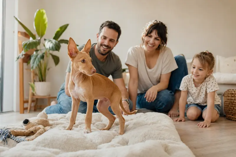 Ein junger Kanarischer Podenco Welpe erkundet neugierig sein neues Zuhause auf einer weichen Decke mit Spielzeug und liebevoller Familie im Hintergrund.