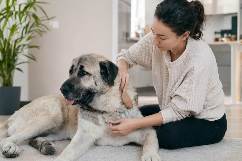 Ein Kangal wird in einer hellen Wohnung sanft gebürstet, während der Besitzer liebevoll die Fellpflege übernimmt.