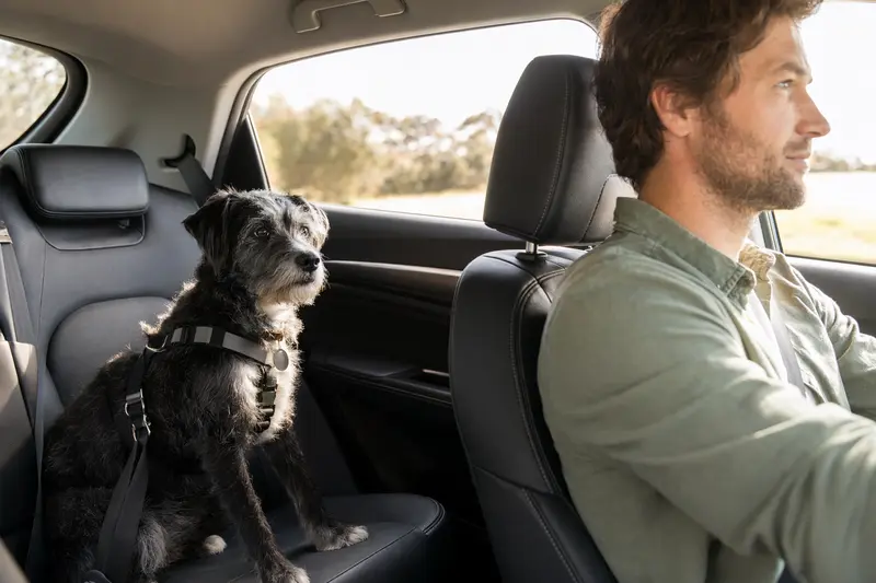 Ein Karabas Hund sicher angeschnallt auf der Rückbank eines Autos, während der Besitzer fährt.