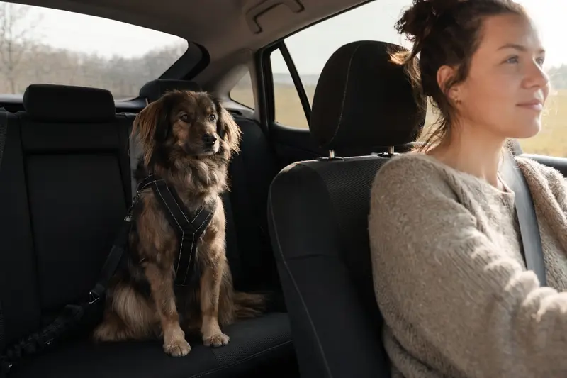 Ein Karabash Hund sitzt sicher angeschnallt auf der Rückbank eines Autos, während sein Besitzer ruhig fährt und Sonnenlicht durch das Fenster fällt.