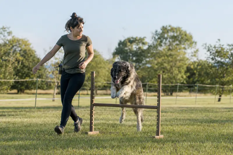 Ein Karakachan-Hund trainiert mit seinem Besitzer auf einem Hundeplatz über eine kleine Hürde.