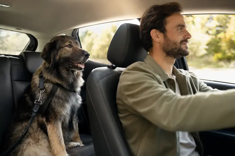 Ein Karakachan Hund sitzt sicher angeschnallt auf der Rückbank eines Autos und genießt das Sonnenlicht.