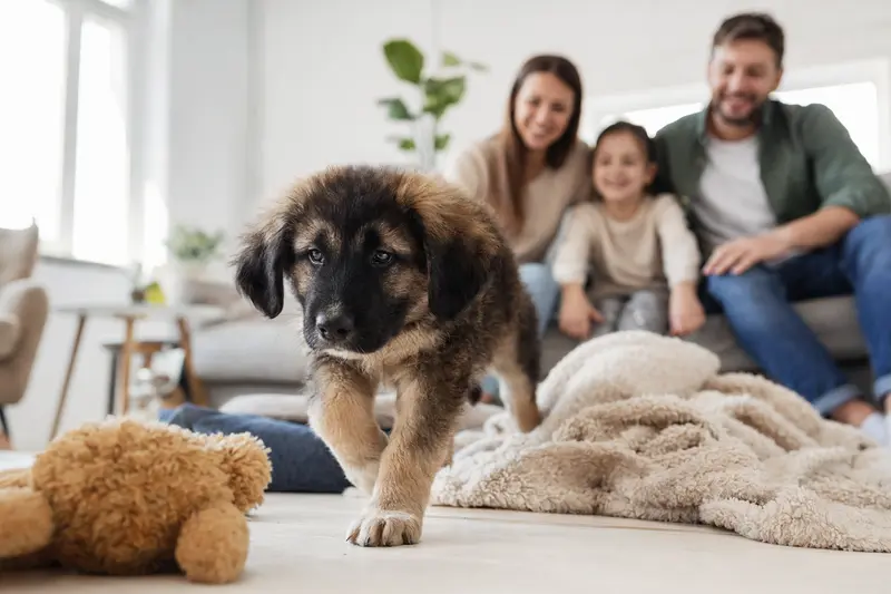 Ein neugieriger Karakachan Welpe entdeckt sein neues Zuhause mit einer weichen Decke und Spielzeug, während eine liebevolle Familie im Hintergrund zur Schau steht.