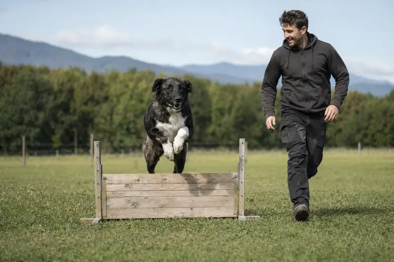 Ein Karakatschan Hund springt mit seinem Besitzer über eine kleine Trainingshürde auf dem Hundeplatz in sonniger Stimmung.