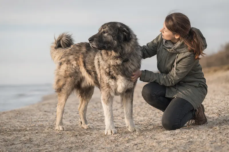 Karakatschan Bulgarischer Hirtenhund steht aufmerksam vor hellem Hintergrund in einer realistischen Porträtaufnahme.