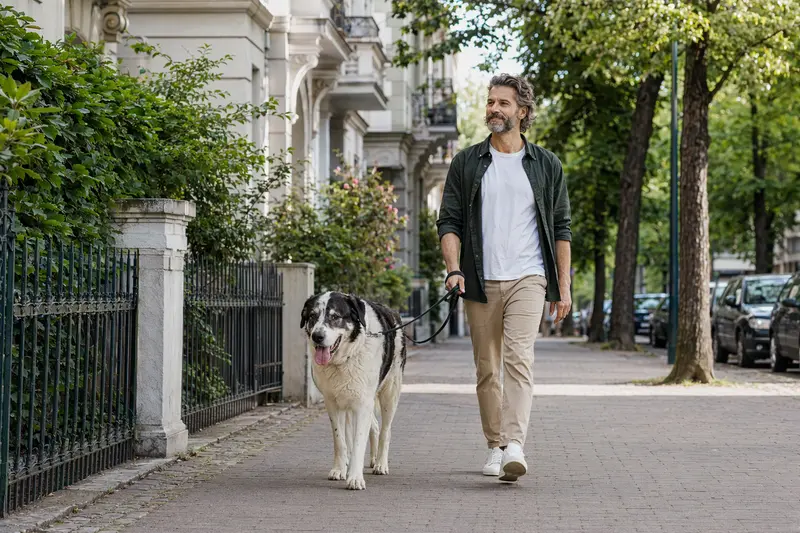Ein Karakatschan Bulgarischer Hirtenhund läuft an der Leine mit seinem Besitzer durch eine freundliche moderne Stadtstraße.