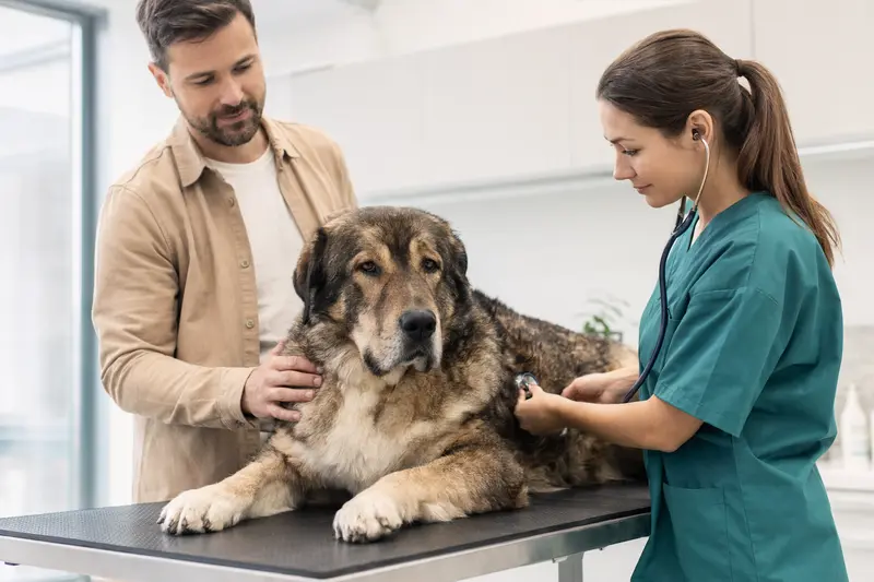 Eine Tierärztin untersucht einen ruhigen Karakatschan Bulgarischen Hirtenhund mit dem Stethoskop in einer modernen Tierarztpraxis, während der Besitzer beruhigend danebensteht.