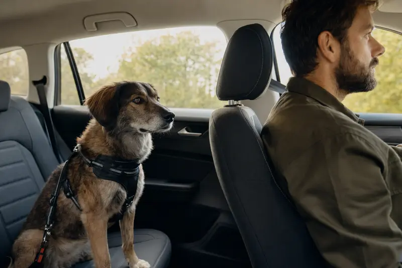Ein Karakatschan Hund sitzt sicher angeschnallt auf der Rückbank eines Autos, während der Besitzer fährt.
