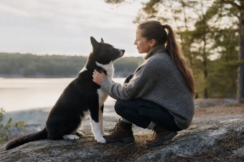 Karelischer Bärenhund in aufmerksamem Stand vor hellem neutralem Hintergrund als realistisches Hunderportrait.