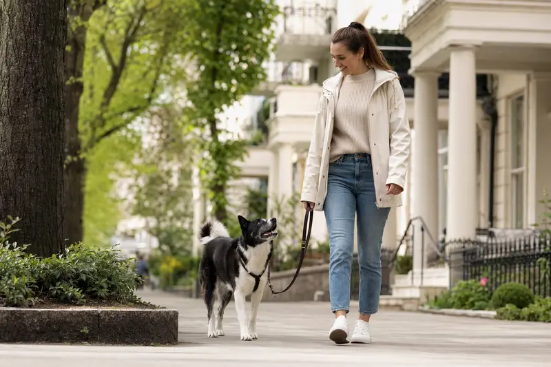 Ein Karelischer Bärenhund läuft an der Leine mit seinem Besitzer durch eine moderne Stadtstraße.