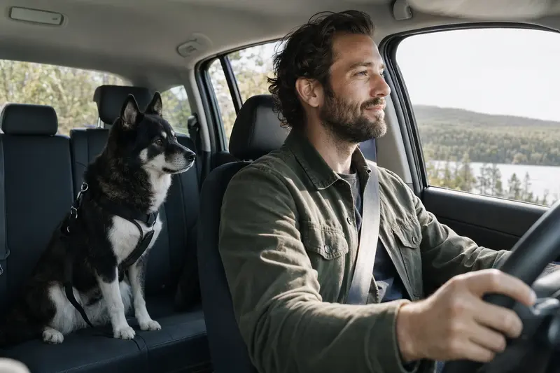 Ein Karelischer Bärenhund sitzt angeschnallt auf der Rückbank eines Autos, während das Sonnenlicht durch das Fenster strömt.