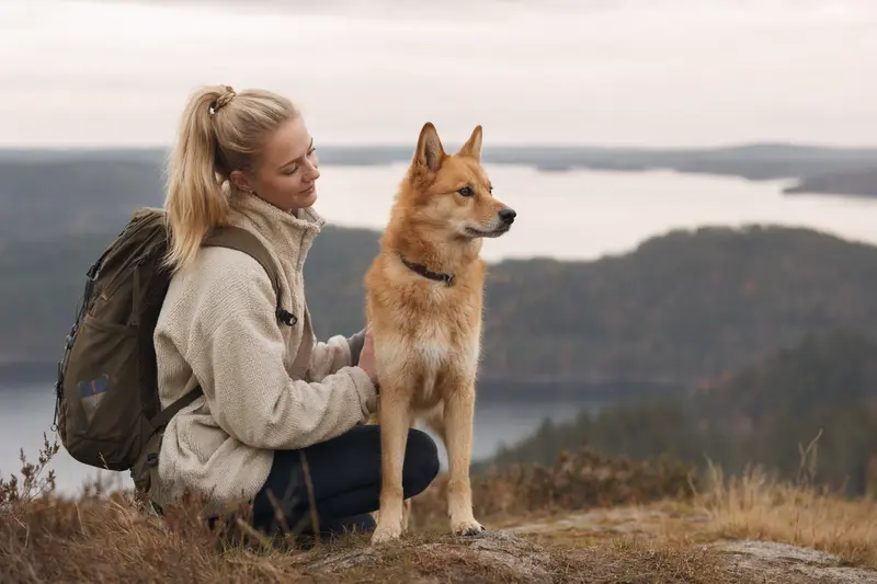 Ein aufmerksamer Karelo-Finnish Laika steht in natürlicher Haltung vor hellem, neutralem Hintergrund.