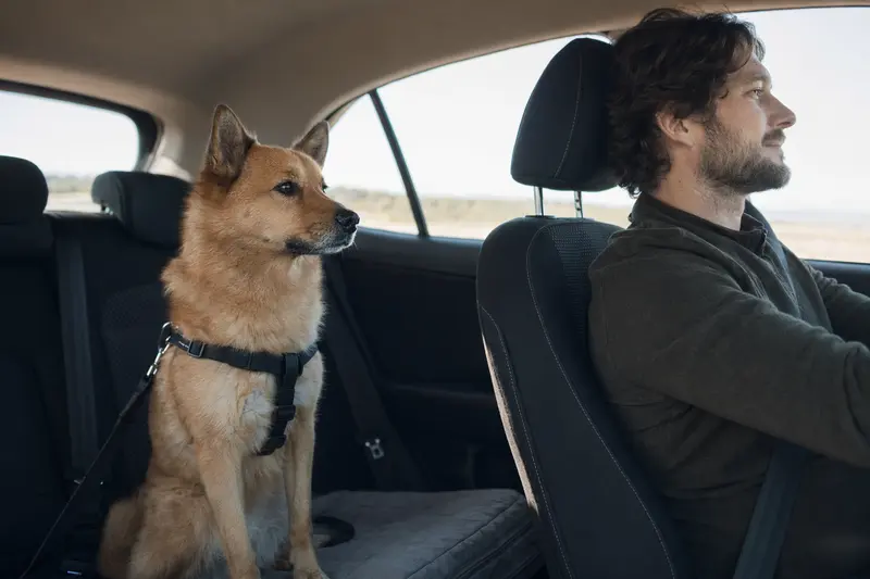 Ein Karelo-Finnish Laika sitzt sicher angeschnallt auf der Rückbank eines Autos und steht für verantwortungsvolle Hundesicherung beim Autofahren.