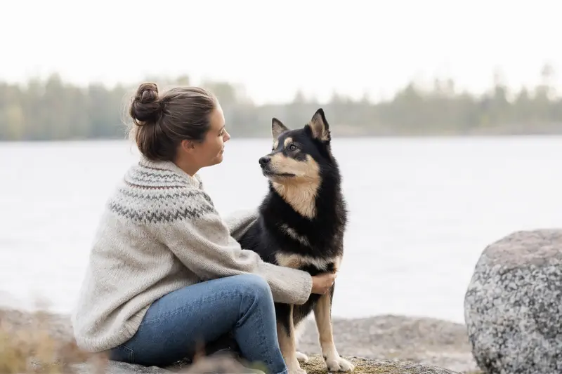 Karjalankarhukoira Hund in aufmerksamer Haltung vor hellem Hintergrund als realistisches Hundeportrait.